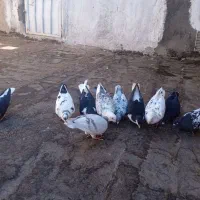 کبوتر