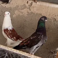 کفتر