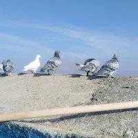 50عدد ماده  هوای قلدر|پرنده|تربت‌حیدریه, فتح المبین|دیوار