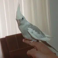 عروس هلندی البینو دوکت نر