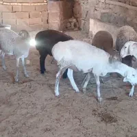 سلام دوستان ۶عدد بره ماد چینی درجه یک فروشی