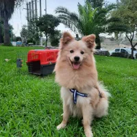 سگ پامر اشپیتز بسیار زیبا و کمیاب