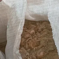 پیاز زعفران بدون خاک نگین شده