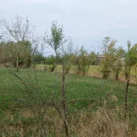 فروش زمین باغی کشاورزی|فروش زمین و ملک کلنگی|رضوانشهر, |دیوار