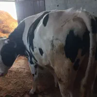 گاو نر|حیوانات مزرعه|نیر (اردبیل), |دیوار