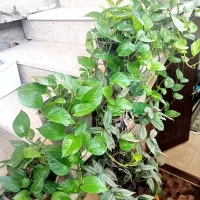 گلی برای گل|گل و گیاه طبیعی|مینودشت, |دیوار