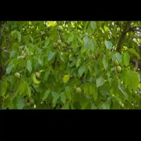 گردوتکانی وگردوزنی ماهر کاربلد