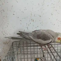 عروس هلندی نر|پرنده|ری, شهید بهشتی|دیوار