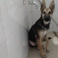 سگ ژرمن شپرد