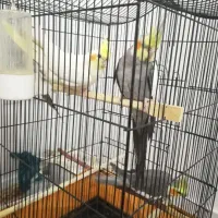 عروس هلندی جفت ومولد نر سخنگو