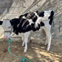 فروش گاو و گوساله