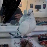 سه عدد شامی نره یکه بهترین نژاد