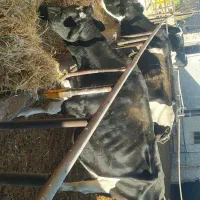 گاو شیری|حیوانات مزرعه|سرولایت, |دیوار