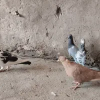 رنگی دورک|پرنده|شوشتر, |دیوار