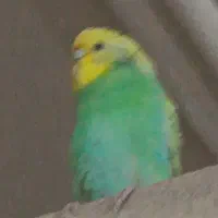 مرغ عشق
