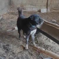 سگ نر قدرجونی گله ای و نگهبان