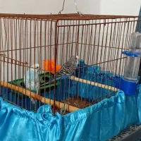 فروش پرنده|پرنده|میناب, |دیوار