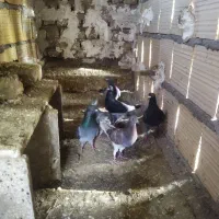 کفتر پرشی|حیوانات|نیشابور, شهرک رسولی|دیوار