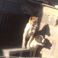 کوچوک افغان