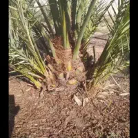 پاجوش برحی اصل آبادان