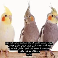 طوطی عروس هلندی|پرنده|قروه, |دیوار
