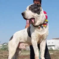 آلابای اصیل جهت ک/ش/ش