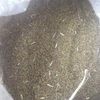 بذر شبدر