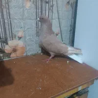 مجسمه زرد دم سفید|مجسمه، تندیس، ماکت|زاهدان, |دیوار