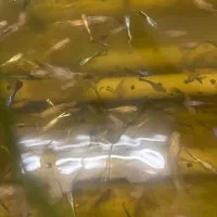 فروش عمده ماهی زینتی گوپی مولد سیستم اکواپونبک|ماهی|اصفهان, مارچین|دیوار