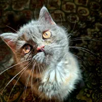 جفتگیری گربه نر