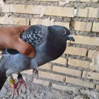 سلام یک جفت پلاکی برا فروش