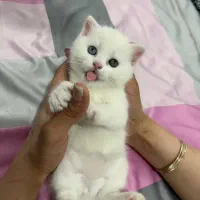 فروش گربههای ناز (اسکاتیش/بریتیش/پرشین)|گربه|رشت, گلسار|دیوار