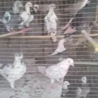 ۴۳عدد کفتر یه جایی دونه ای ۲۰۰ بیا ببر سوال نپرس