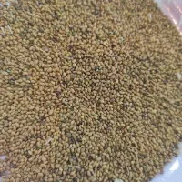 بذر یونجه