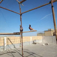 یک جفت نر و ماده