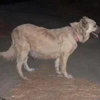 سگ سراب|سگ|بهار, |دیوار