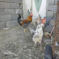 خروس|حیوانات مزرعه|سنندج, |دیوار