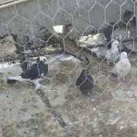 کبوتر|پرنده|فرخ‌شهر, |دیوار