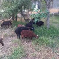 گوسفند وبره|حیوانات مزرعه|رودهن, |دیوار