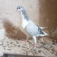 کفتر موقلف بدرنگ نر مست|پرنده|الوند, |دیوار