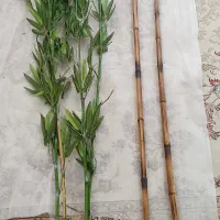 چوب بامبو دومتری سالم