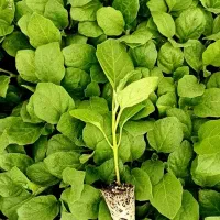 نشا گوجه فرنگی هیبرید