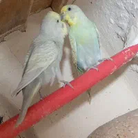 کبوتر و مرغ عشق رینبو