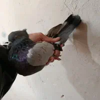 لوطی ماده و تهرانی|پرنده|تیکمه داش, |دیوار