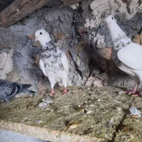 طوقی|پرنده|سرپل ذهاب, |دیوار