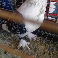 کفتر زینتی و بدون غلط|پرنده|خاوران, |دیوار