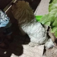 سگ نا