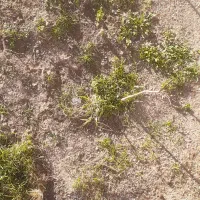 فروش زمین کلنگی ،داخل محدوده