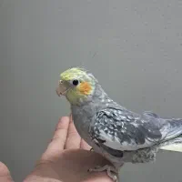 عروس هلندی|پرنده|مشهد, رضاییه|دیوار