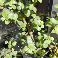 حراج گلهای طبیعی آپارتمانی|گل و گیاه طبیعی|تبریز, |دیوار